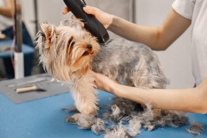 Razones para elegir un peluquero canino para tu mascota